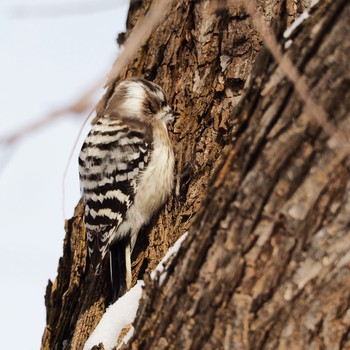 Japanese Pygmy Woodpecker 北海道大学 Sat, 2/18/2017