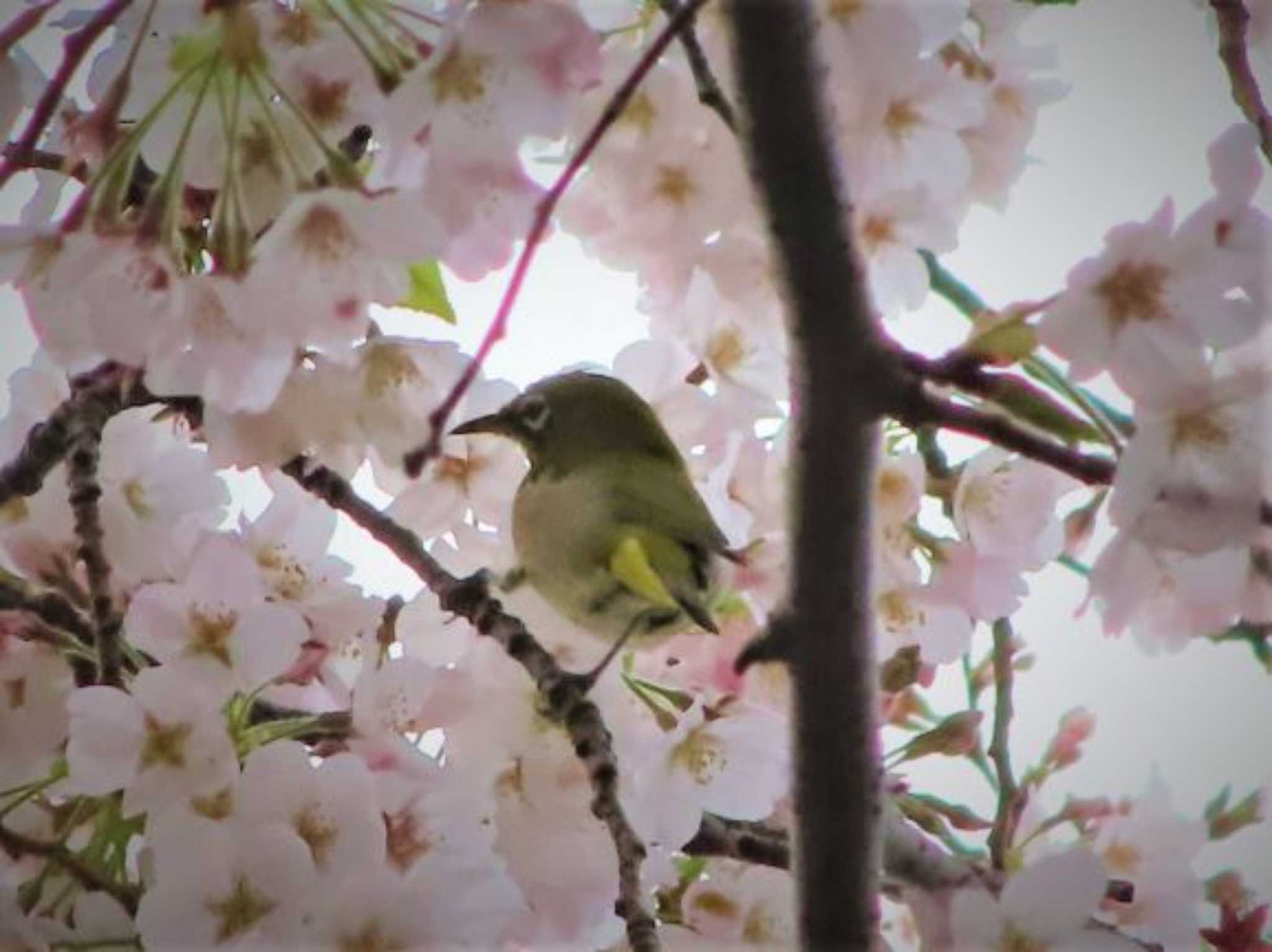 千葉県船橋市 メジロの写真 by なべなな