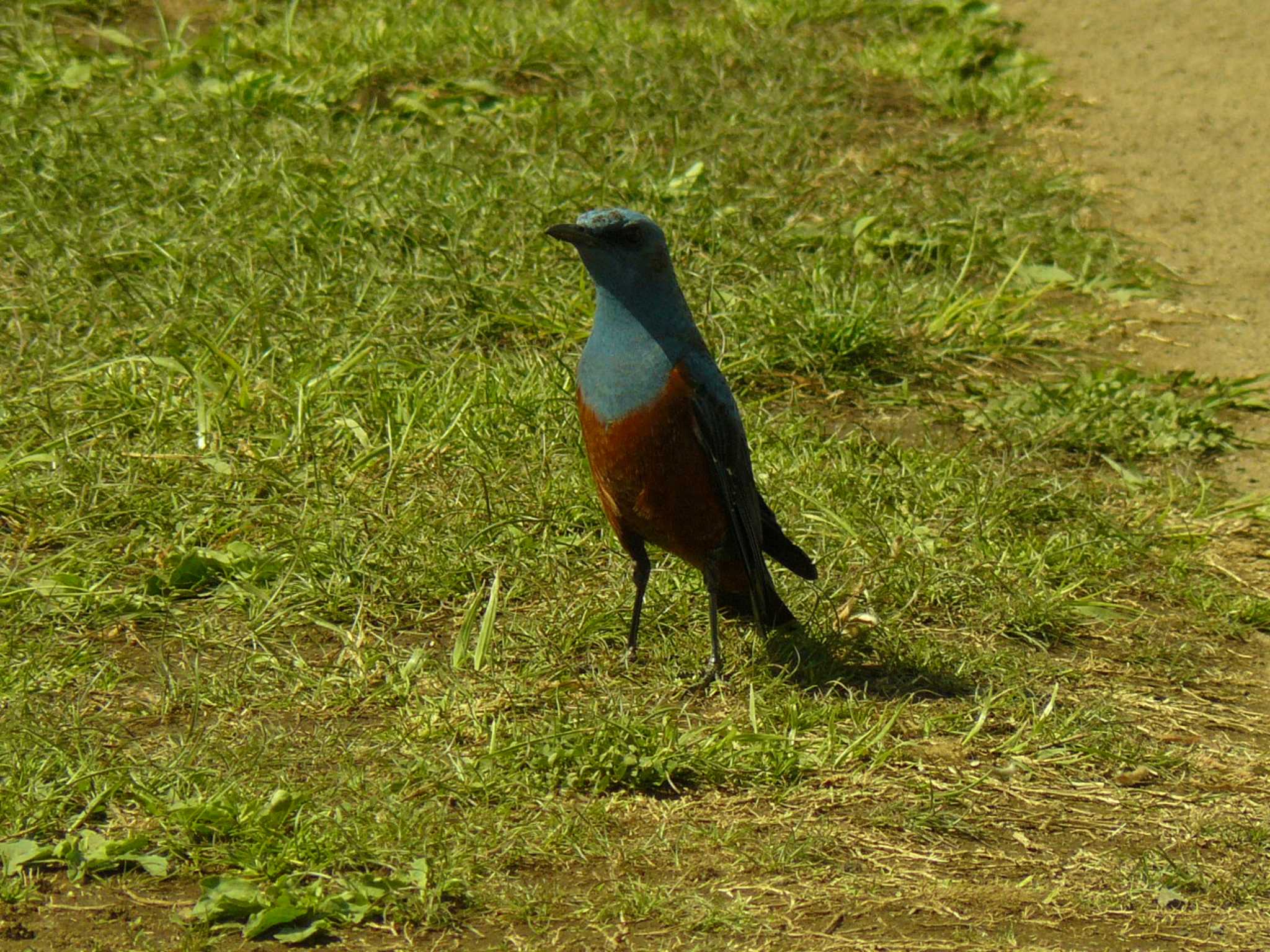 Blue Rock Thrush