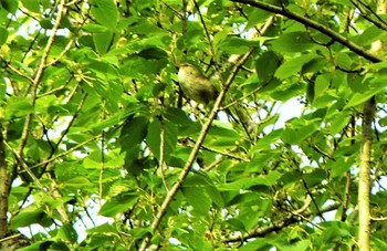 2021年4月4日(日) 衣笠山公園の野鳥観察記録