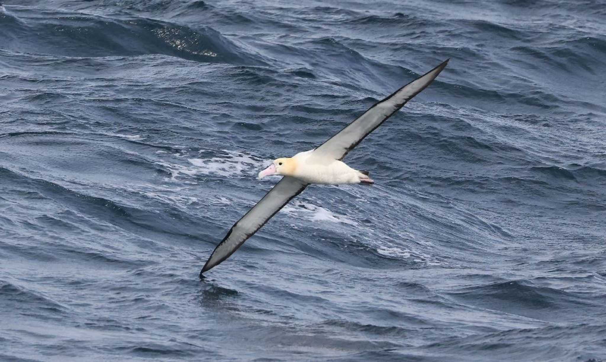  アホウドリの写真