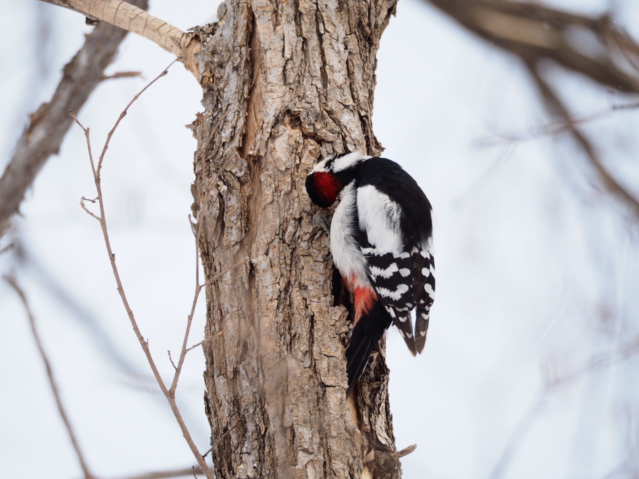 Photo of Great Spotted Woodpecker at 北海道大学 by アカウント789