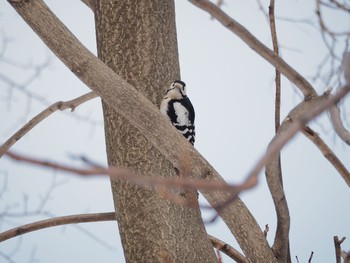 Great Spotted Woodpecker 北海道大学 Sat, 2/18/2017