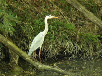 Sun, 4/4/2021 Birding report at 菖蒲園