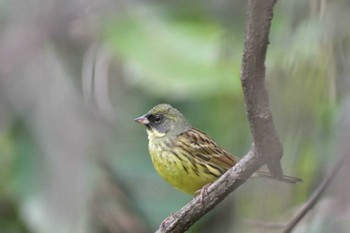 アオジ 横浜自然観察の森 2015年4月12日(日)