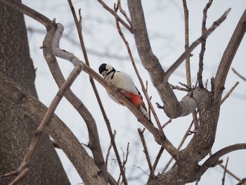 Great Spotted Woodpecker 北海道大学 Sat, 2/18/2017