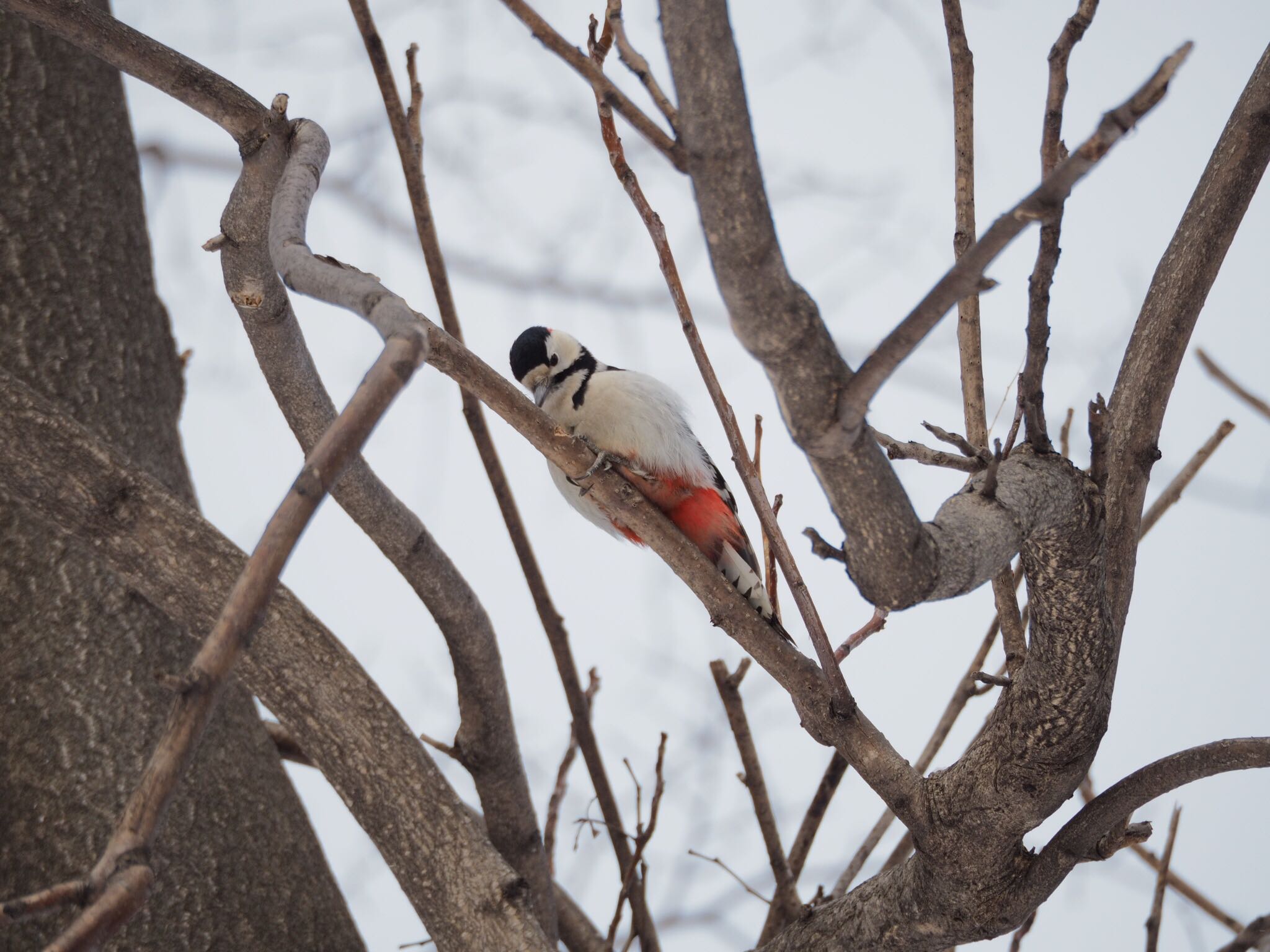 Photo of Great Spotted Woodpecker at 北海道大学 by アカウント789