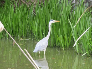 アオサギ 橿原神宮 2021年4月12日(月)