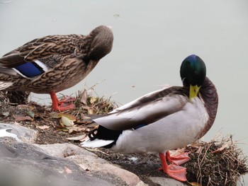 Mallard 橿原神宮 Mon, 4/12/2021