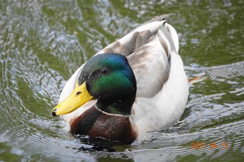 Mallard 上尾丸山公園 Tue, 4/13/2021