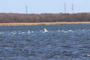 2021年4月11日(日) ウトナイ湖の野鳥観察記録