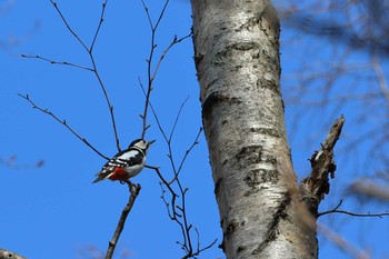 2021年4月11日(日) 札幌の野鳥観察記録