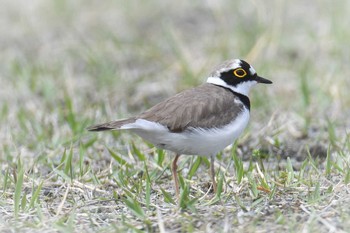 Tue, 4/6/2021 Birding report at 宮ヶ瀬湖