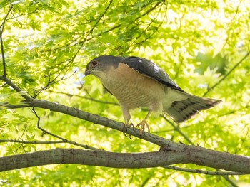 Japanese Sparrowhawk Koishikawa Botanical Garden(University of Tokyo) Sun, 4/11/2021