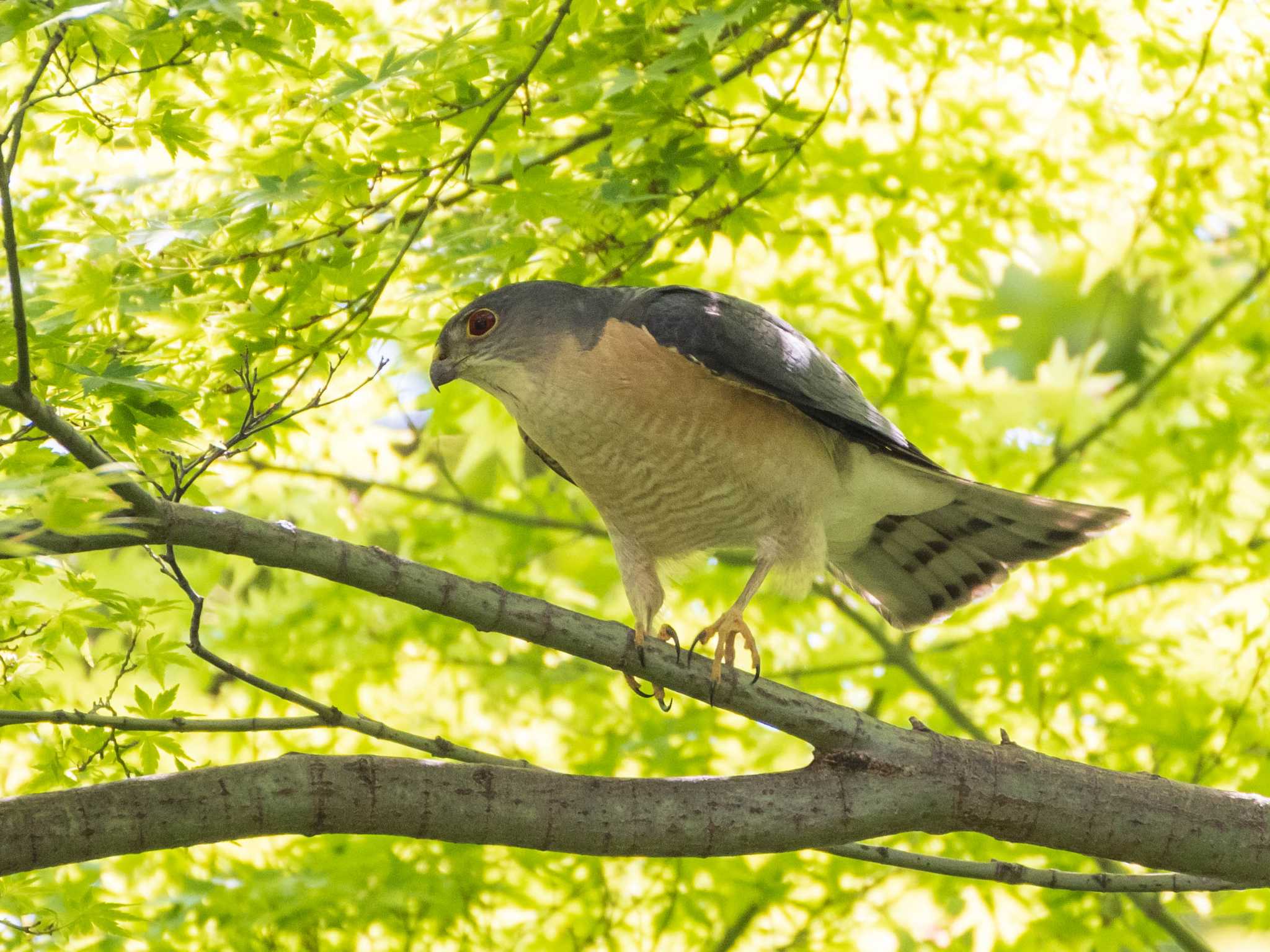 Japanese Sparrowhawk