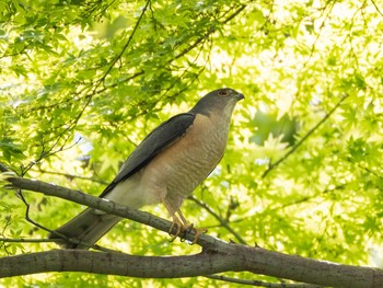 Japanese Sparrowhawk Koishikawa Botanical Garden(University of Tokyo) Sun, 4/11/2021