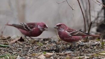 Pallas's Rosefinch 埼玉県 Tue, 3/30/2021