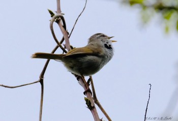 ウグイス 守谷野鳥のみち 2021年4月13日(火)