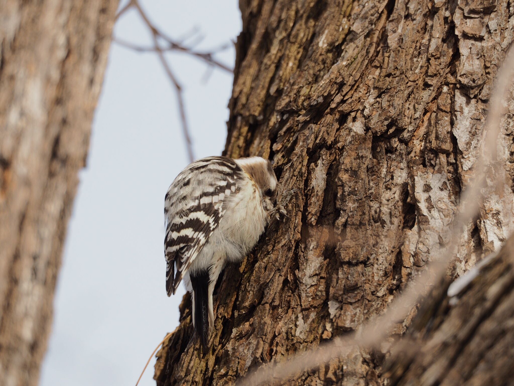 Photo of Japanese Pygmy Woodpecker at 北海道大学 by アカウント789