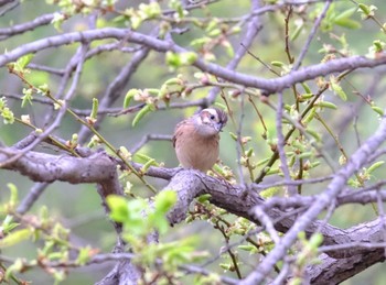 ホオジロ 守谷野鳥のみち 2021年4月13日(火)