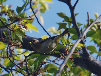 アトリ 守谷　立沢公園 2021年4月11日(日)