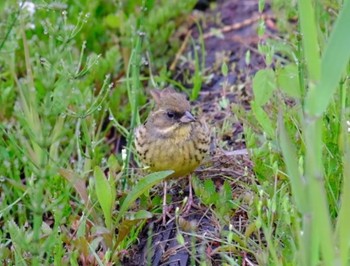 アオジ 守谷野鳥のみち 2021年4月13日(火)