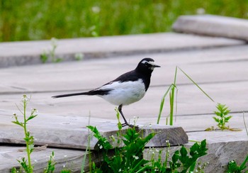 セグロセキレイ 守谷野鳥のみち 2021年4月13日(火)