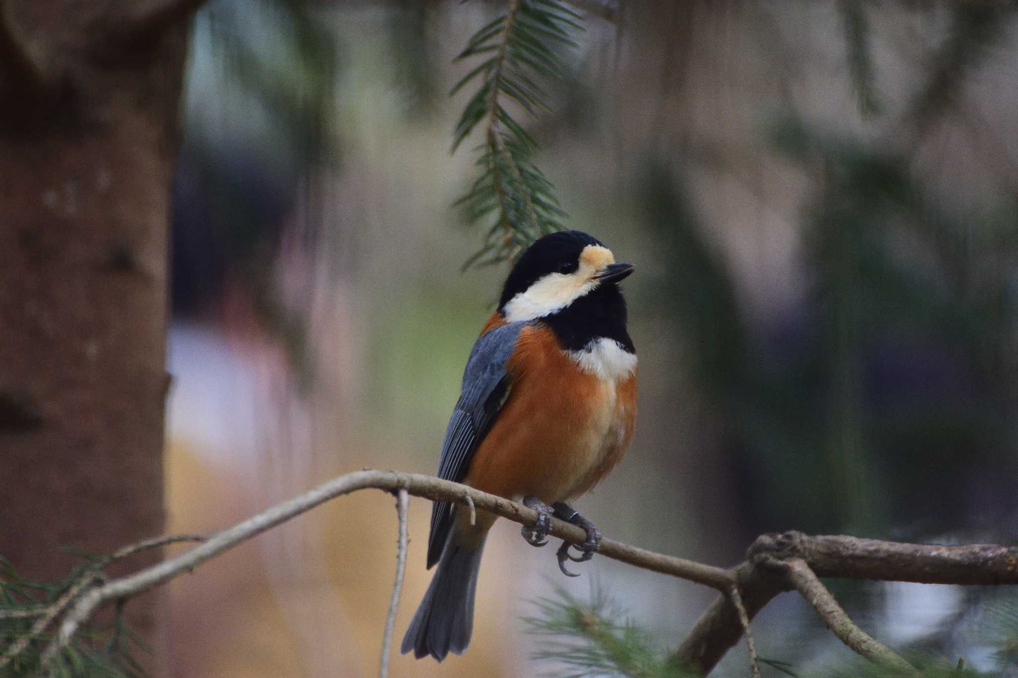 Photo of Varied Tit at Inokashira Park by ちんあつ