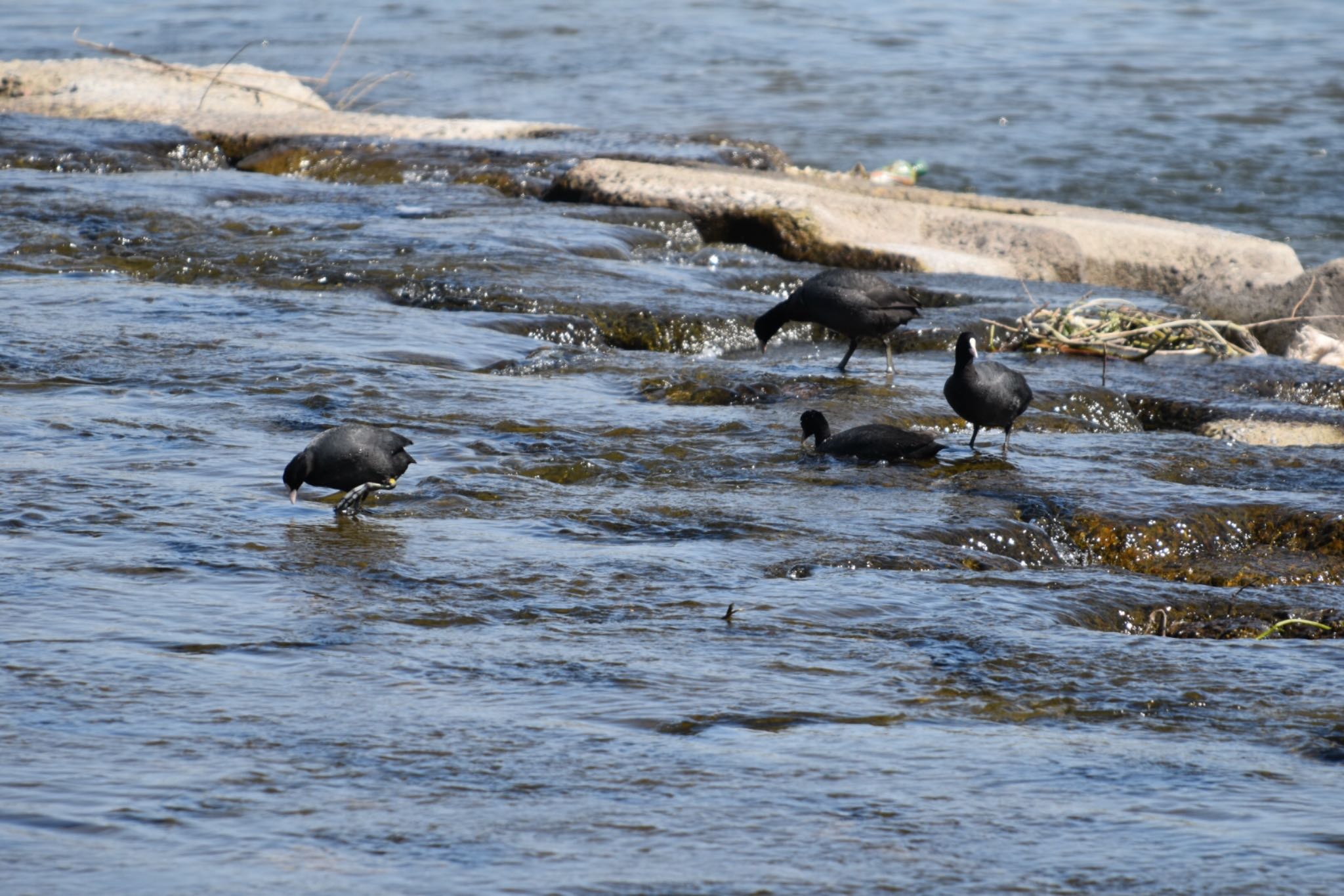 Eurasian Coot