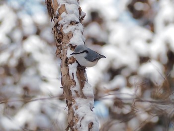 ゴジュウカラ 円山公園 2017年1月31日(火)