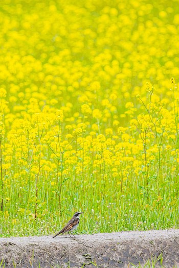 Sat, 4/3/2021 Birding report at 大久保町、皿池、赤根川