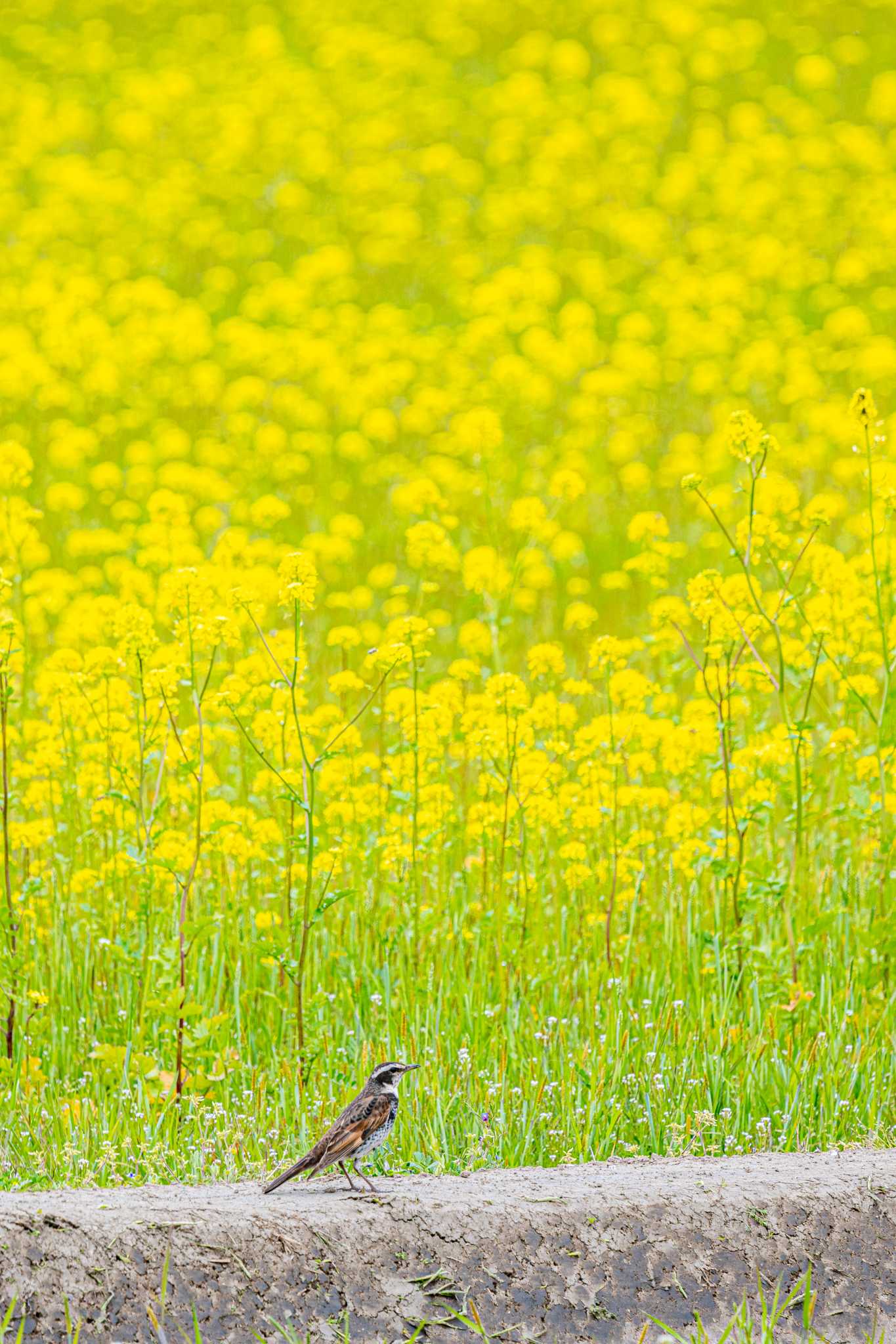 Dusky Thrush