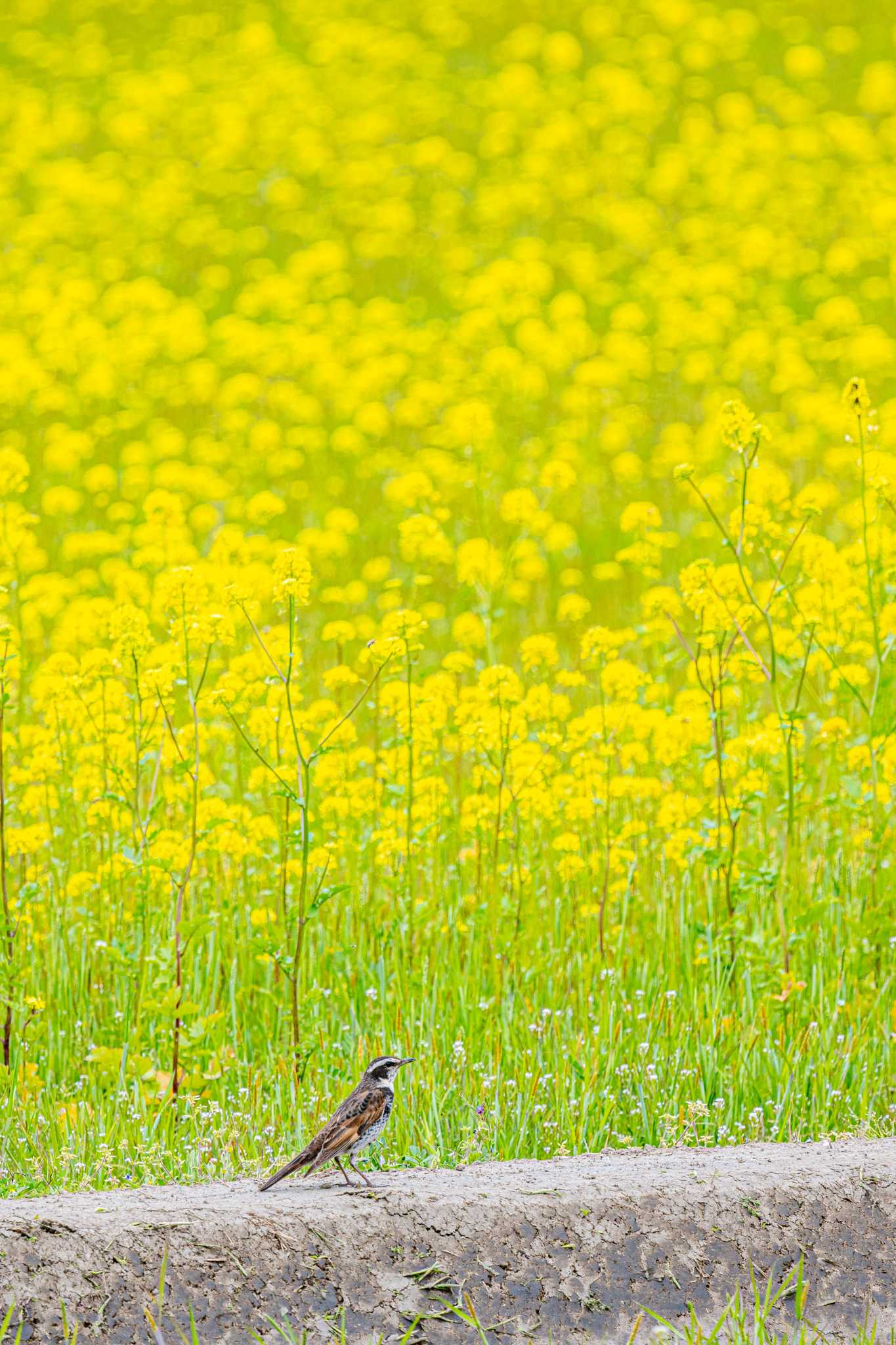 Photo of Dusky Thrush at 大久保町、皿池、赤根川 by ときのたまお