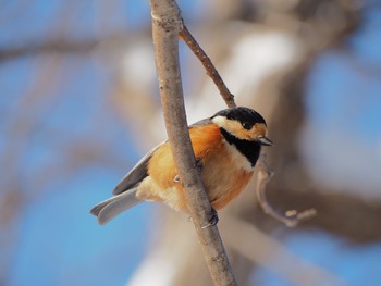 Varied Tit Maruyama Park Tue, 1/31/2017