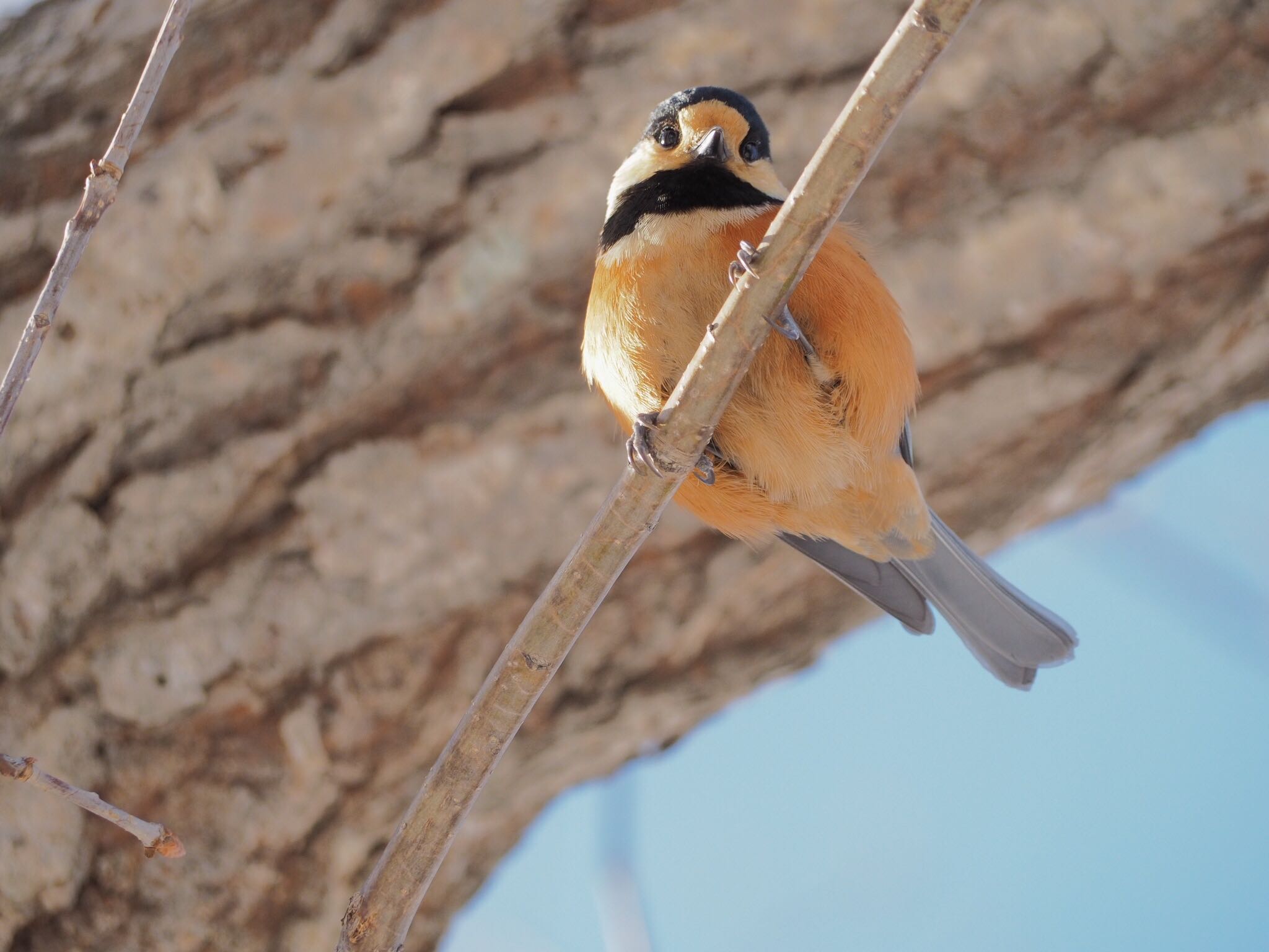 Photo of Varied Tit at Maruyama Park by アカウント789