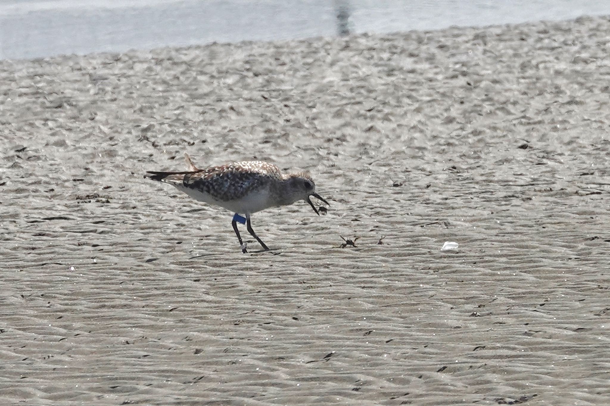 ふなばし三番瀬海浜公園 ダイゼンの写真 by のどか