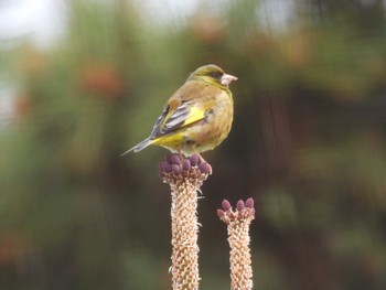 カワラヒワ 場所が不明 2021年4月13日(火)