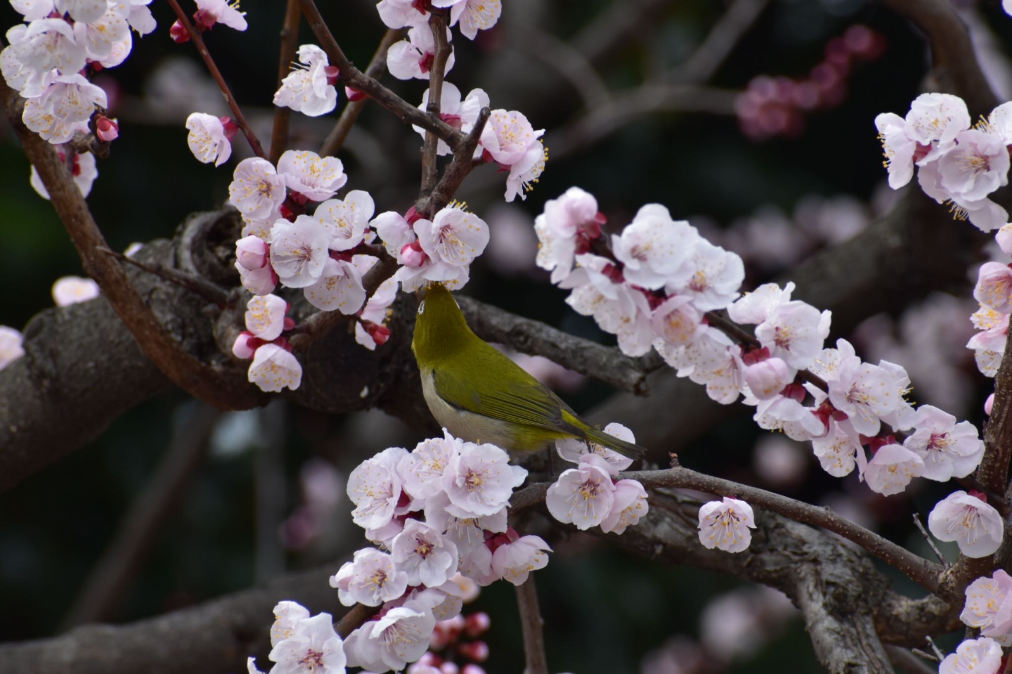 Warbling White-eye