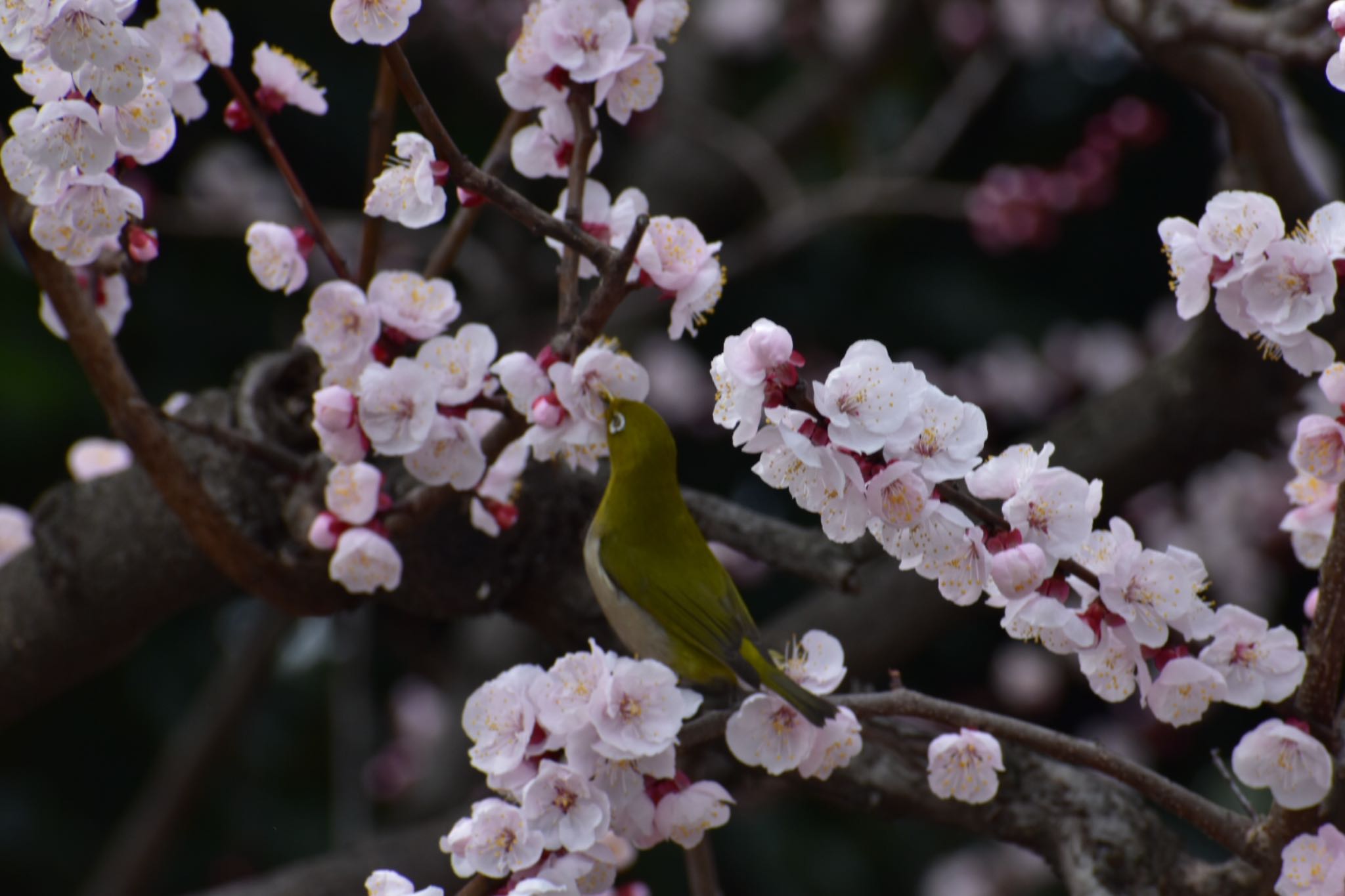 長居公園植物園 メジロの写真 by 櫻田辰雄