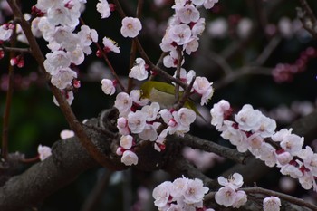 メジロ 長居公園植物園 2021年3月7日(日)