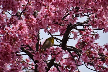 メジロ 長居公園植物園 2021年3月7日(日)