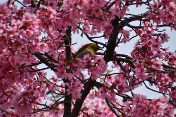 メジロ 長居公園植物園 2021年3月7日(日)