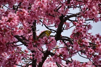 メジロ 長居公園植物園 2021年3月7日(日)