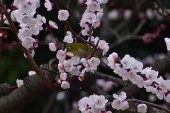 メジロ 長居公園植物園 2021年3月7日(日)