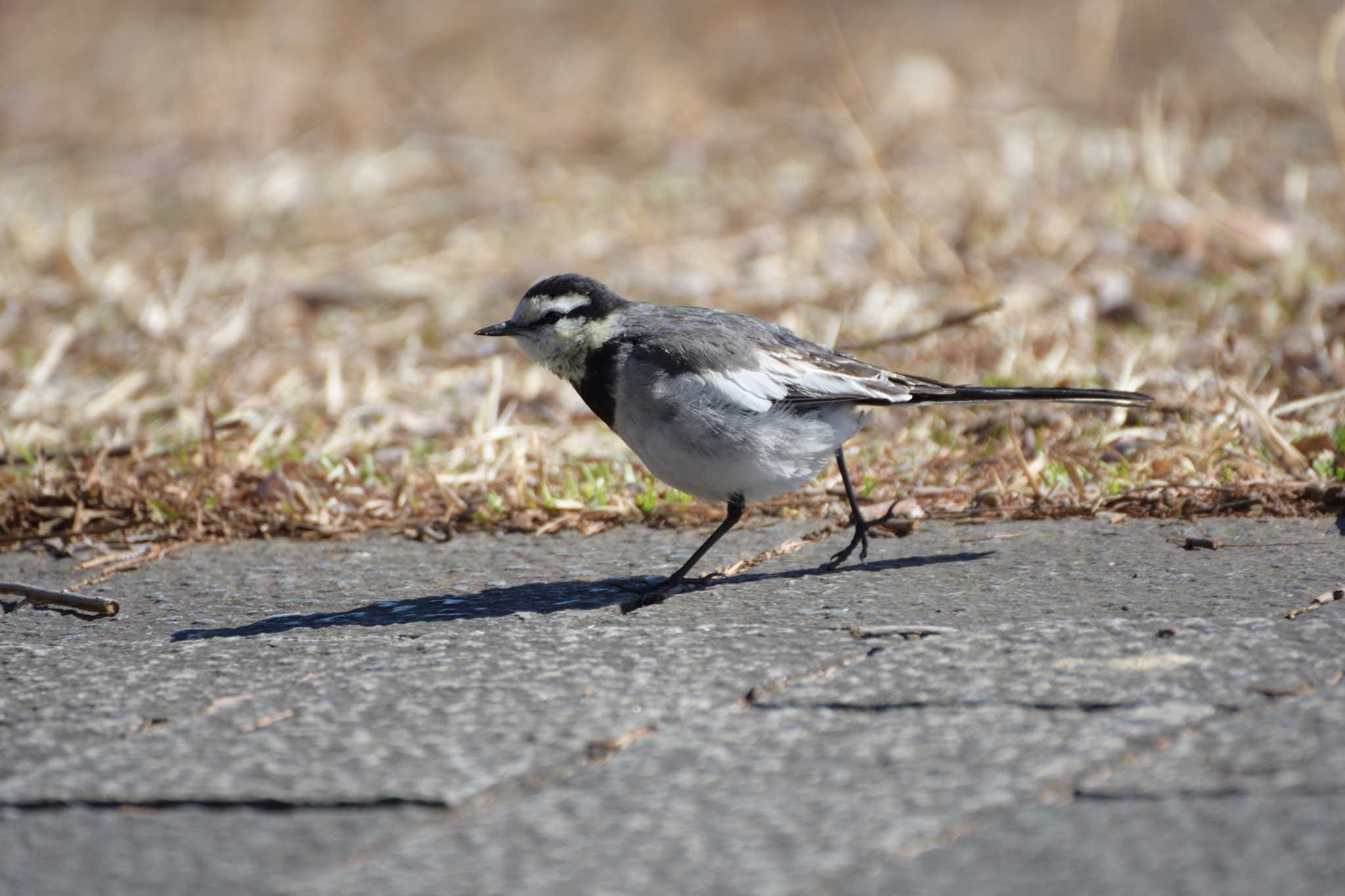 Photo of White Wagtail at Mizumoto Park by ちんあつ