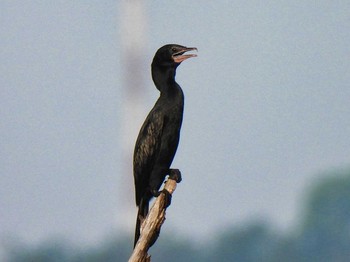 Little Cormorant Bang Phra Non-Hunting area Wed, 4/14/2021