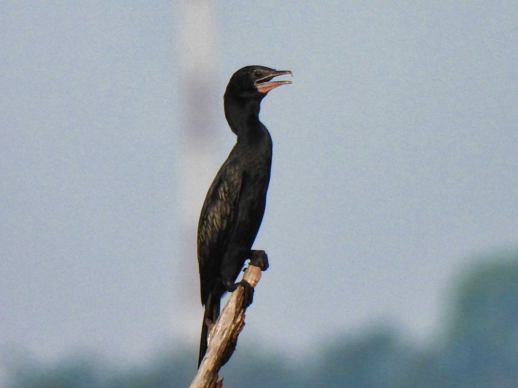 Photo of Little Cormorant at Bang Phra Non-Hunting area by span265