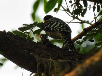 Fulvous-breasted Woodpecker Bang Phra Non-Hunting area Wed, 4/14/2021