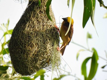 Wed, 4/14/2021 Birding report at Bang Phra Non-Hunting area