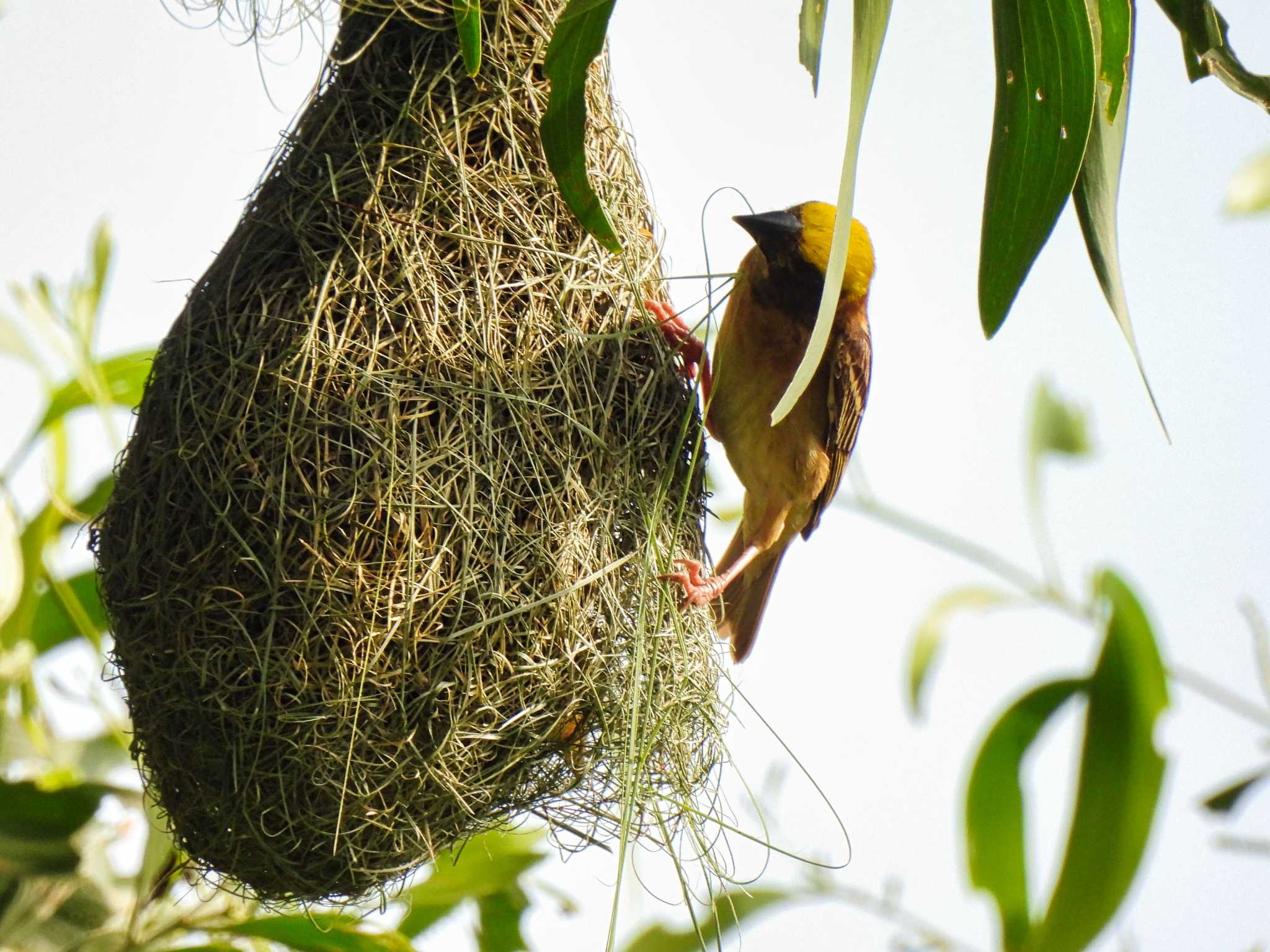 Bang Phra Non-Hunting area コウヨウジャクの写真 by span265